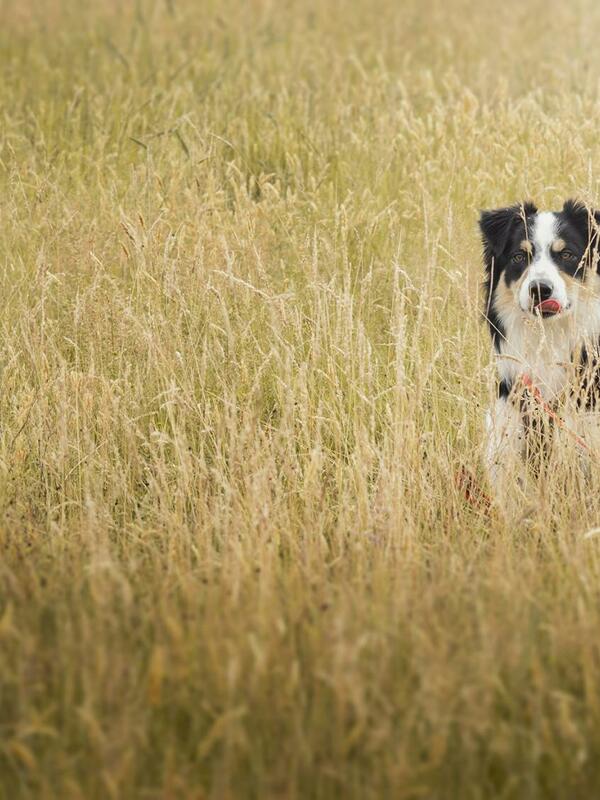 dog friendly caravan site, 5 stars. border collie photo