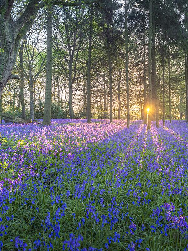 Secret woodland walks and valleys in Herefordshire