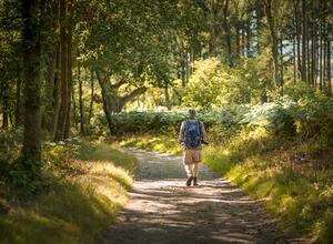 Scenic walking at Croft Castle Park and gardens photo