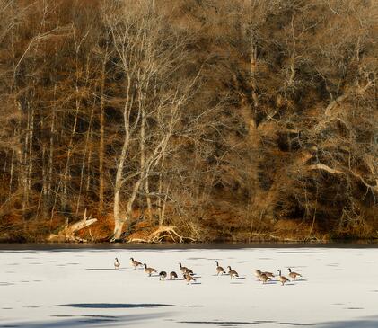 Winter geese at Pearl Lake Country Holiday Park