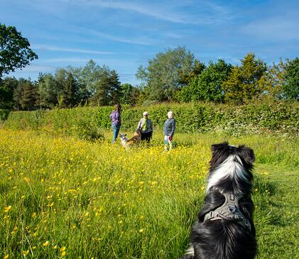 Pet friendly holiday park at Pearl Lake, herefordshire. Dog field photo