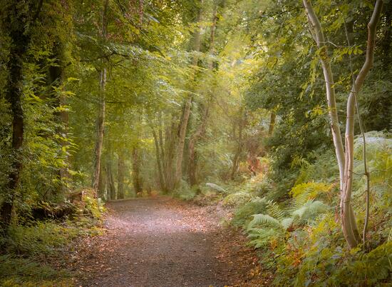 5 star caravan park with woodland walks