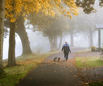 Misty morning dog walk at Pearl Lake photo