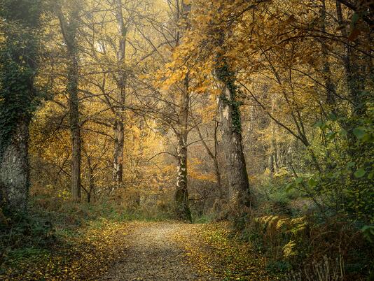 Pearl Lake woodland walk in full autumn colours photo