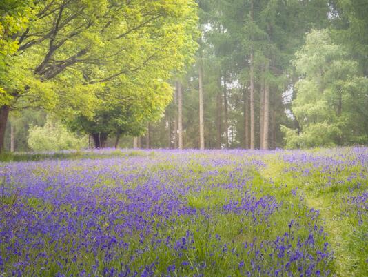 Bluebell woodland near to Pearl Lake photo