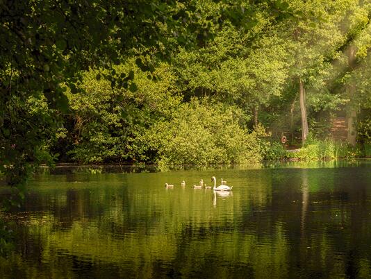 Cygnets on the lake, Pearl Lake, Herefordshire.