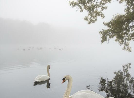Swans at Pearl Lake photo