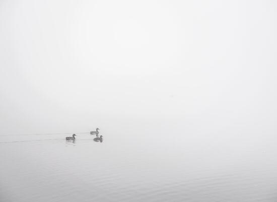 Ducks in the mist at Pearl lake - photo