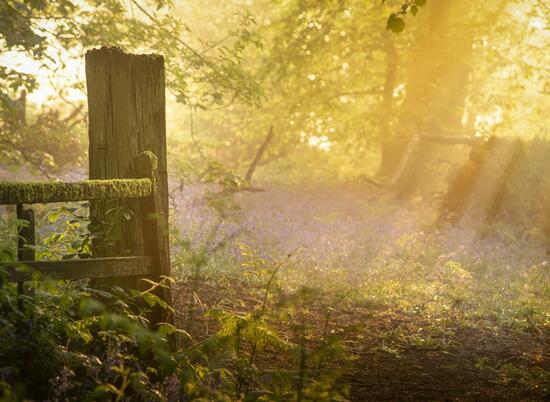 Spring woodland morning near Pearl Lake and Arrow Bank photo
