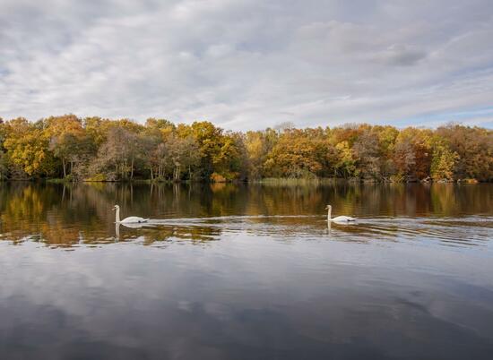 Calm autumn morning at Pearl Lake