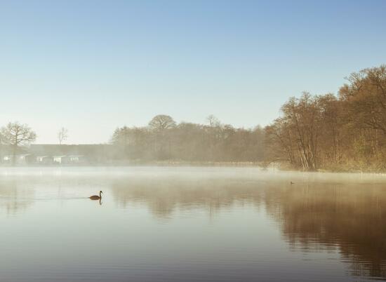 Winter morning, a swan glides across Pearl Lake