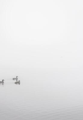 Ducks in the mist at Pearl lake - photo