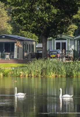 Swans gliding by on the lake at Pearl Lake