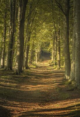 Beautiful local woodland walks at Wapley Hill Fort