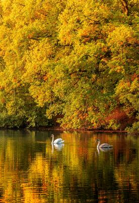 Autumn morning swans at Pearl Lake