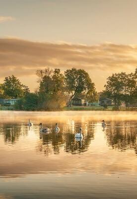 Swan family at sunrise, Pearl Lake
