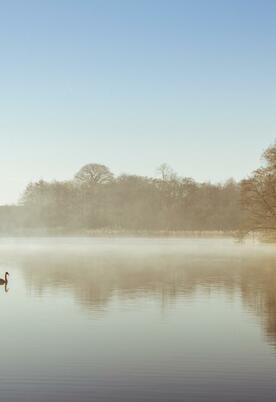 Winter morning, a swan glides across Pearl Lake