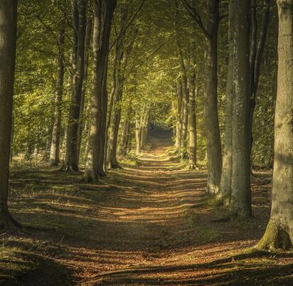 Beautiful local woodland walks at Wapley Hill Fort
