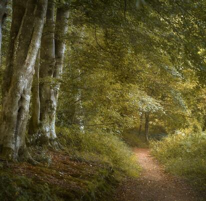 Wapley Hill Fort woodland walks