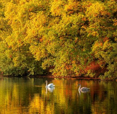 Autumn morning swans at Pearl Lake