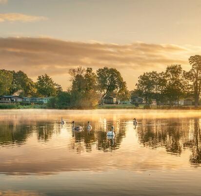 Swan family at sunrise, Pearl Lake