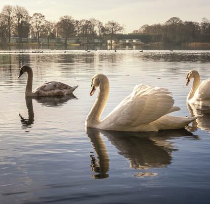 swans in autumn light photo