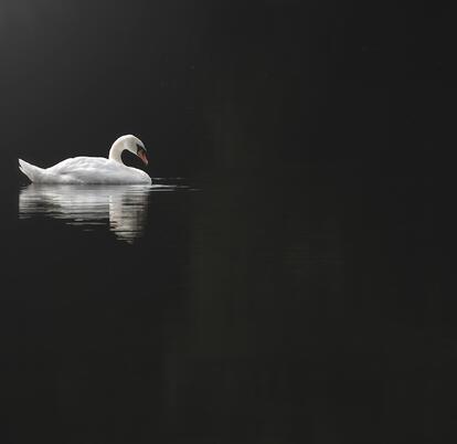 Swan resting on the lake at Pearl Lake, Herefordshire
