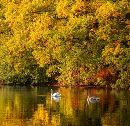 Autumn morning swans at Pearl Lake