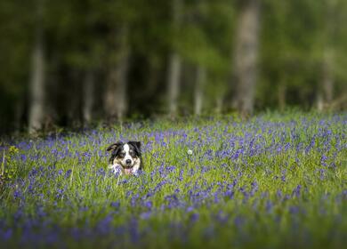 Dog friendly caravan site in Herefordshire Pearl Lake Country Holiday Park