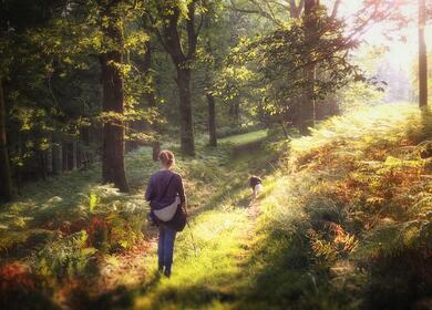 Spectacular woodland scenery awaits you in Herefordshire photo