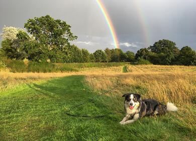 Dog friendly holiday park at Pearl Lake