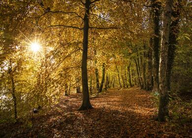 Woodland walks at Pearl Lake holiday park photo