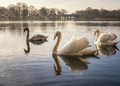 Nature hide bird watch 5 star caravan holiday park