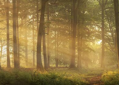 Secret woodland walks in Herefordshire photo