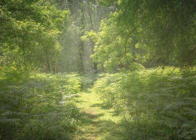 Woodland walks at Pearl Lake holiday park photo