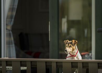 Dog friendly caravan site in Herefordshire Pearl Lake Country Holiday Park