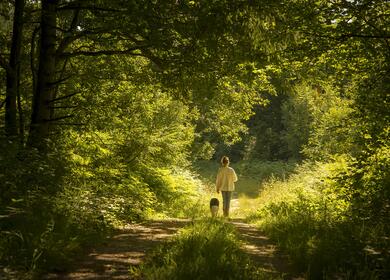 Secret woodland walks and valleys in Herefordshire