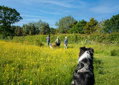 Dog friendly caravan site in Herefordshire Pearl Lake Country Holiday Park
