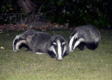 Nature hide bird watch 5 star caravan holiday park