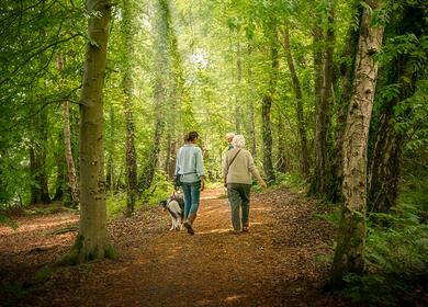 Dog walking pet friendly holiday park woodland walk photo