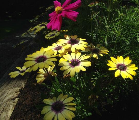 Flowers at Arrow Bank Country Holiday Park