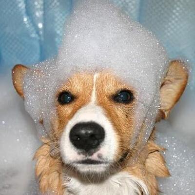 Dog wash at caravan park photo